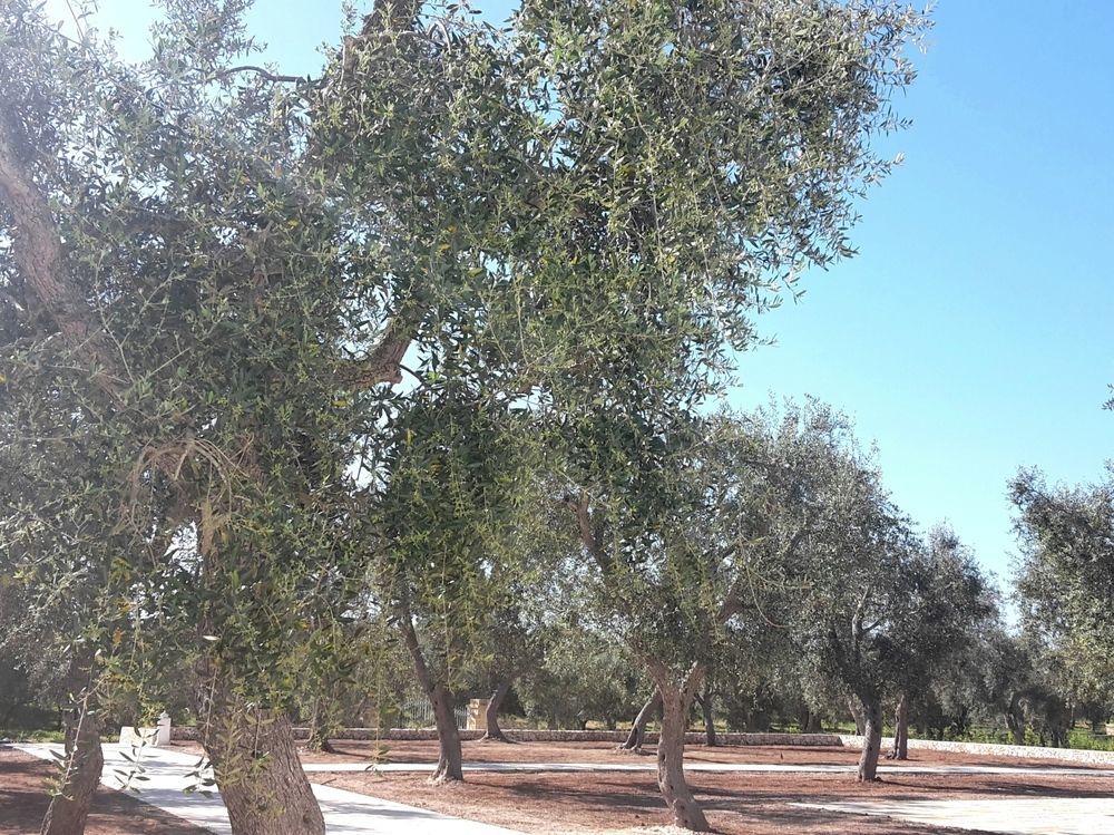 Masseria Muntibianchi Agriresort Restaurant & Spa オートラント エクステリア 写真